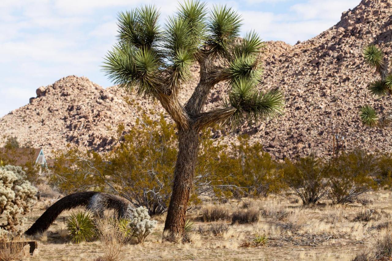 @ Marbella Lane - 10 Acres Oasis Desert Retreat! Joshua Tree Ngoại thất bức ảnh